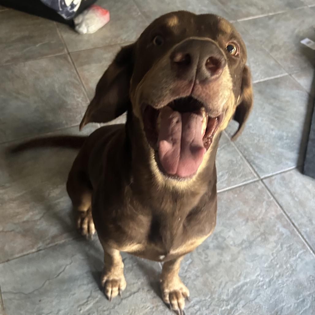 Enlarge Pauly, a Adoptable Mixed Breed in Dickinson, TX image 6/6