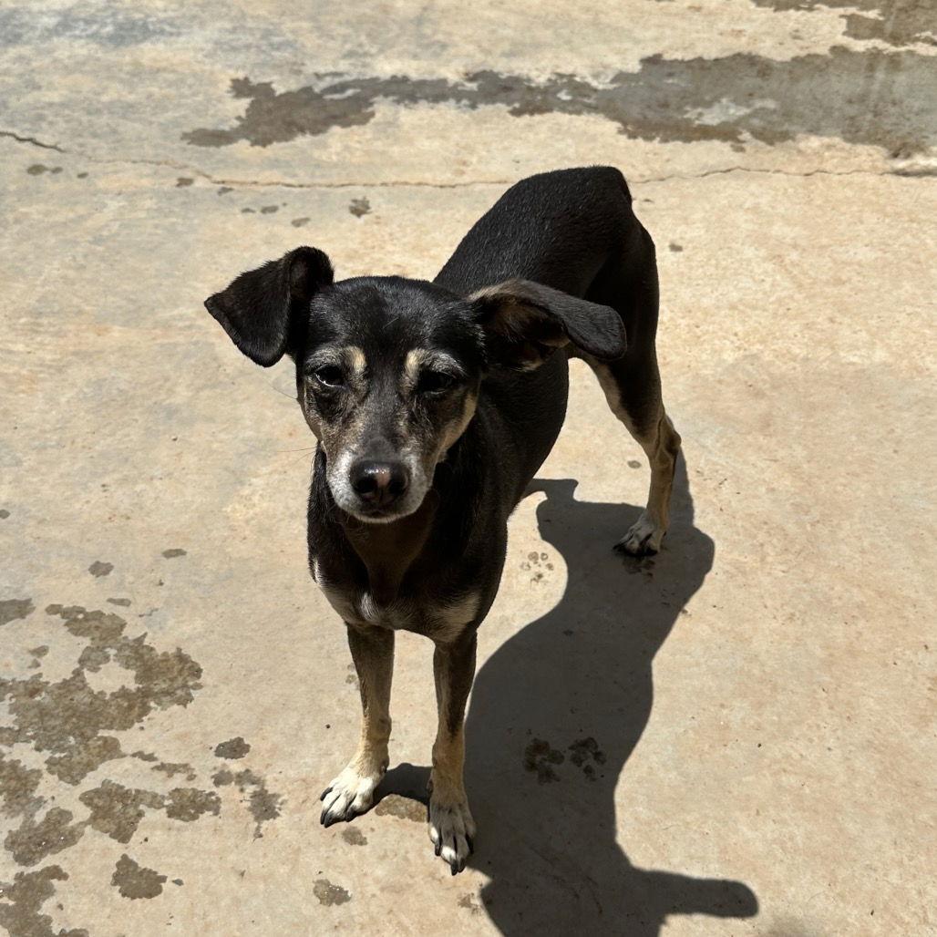 PHILIPA, Adoptable, Adult Female Chihuahua.