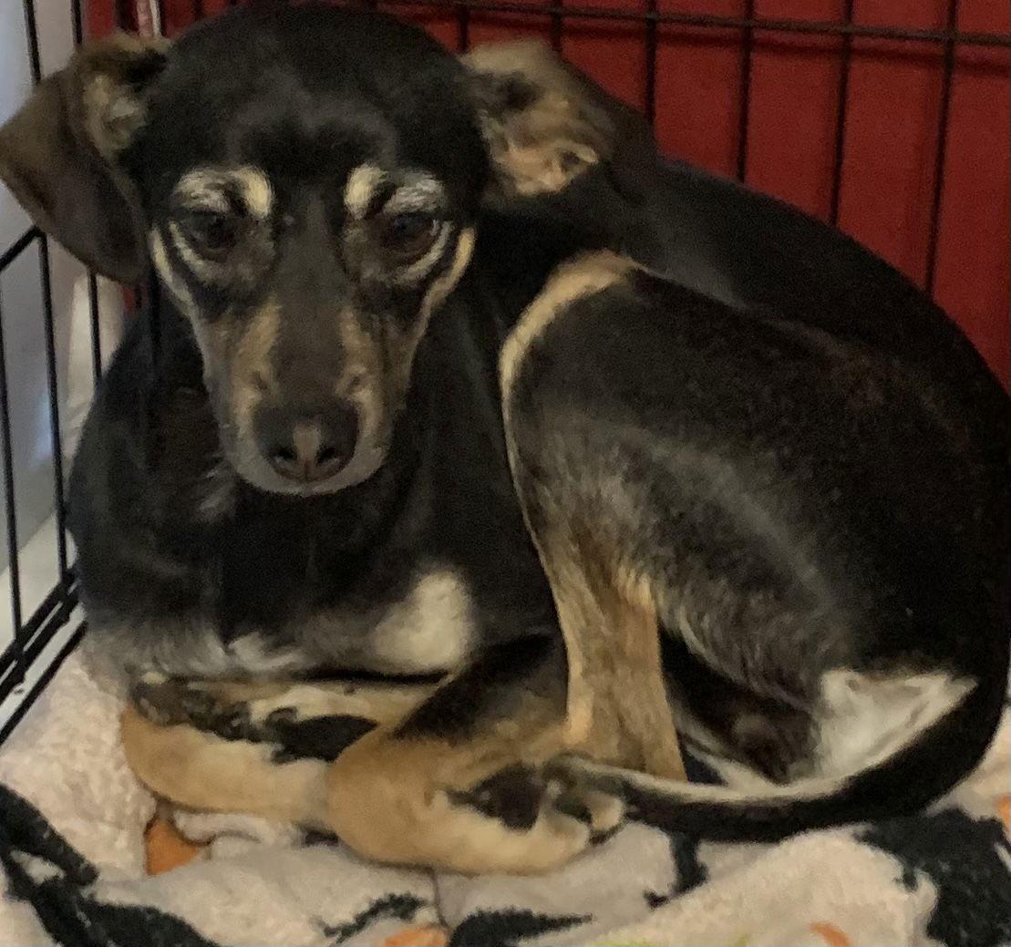 Enlarge PHILIPA, a Adoptable mixed breed in Chico, CA image 2/3