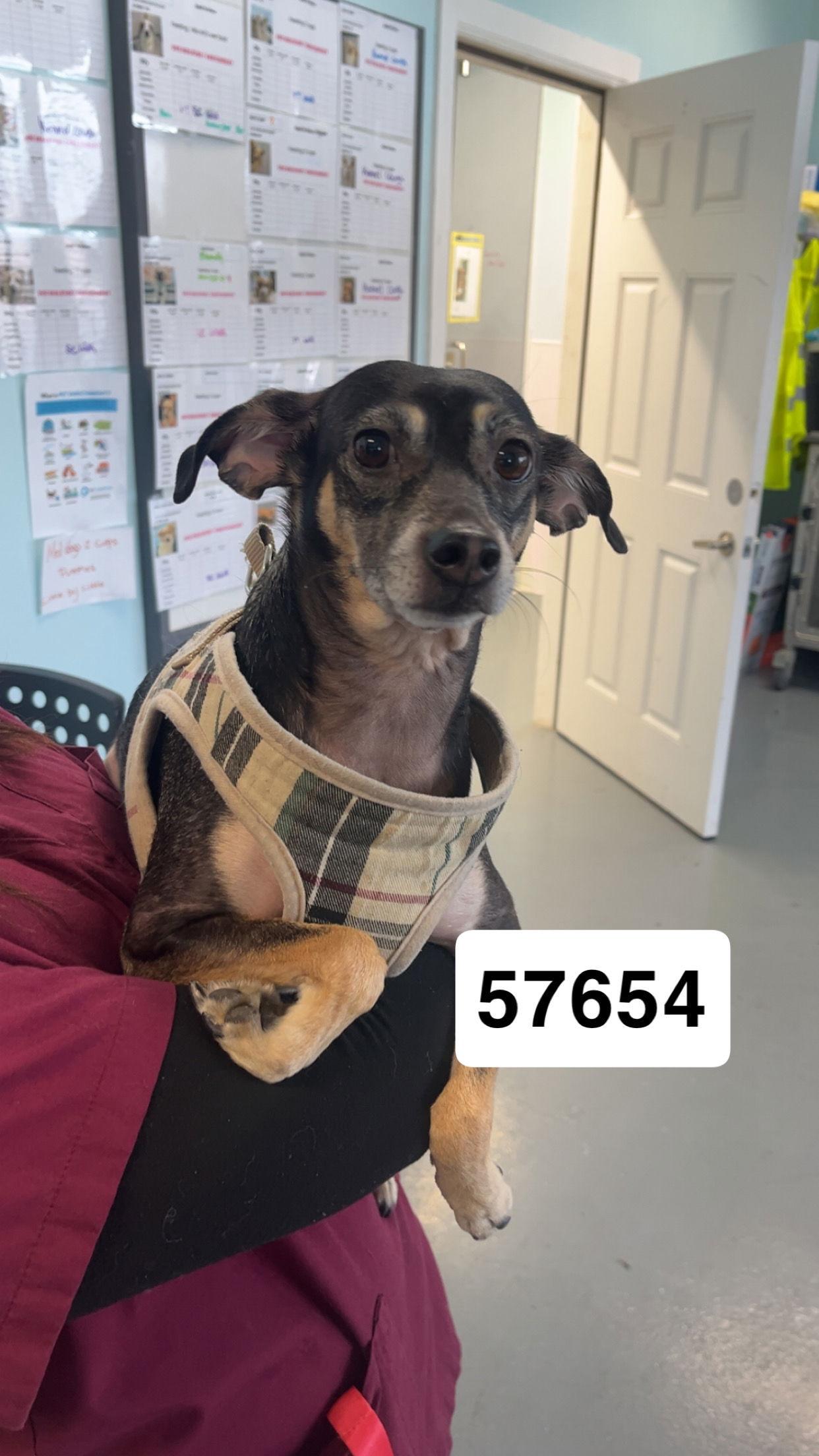 Enlarge PHILIPA, a Adoptable mixed breed in Chico, CA image 3/3