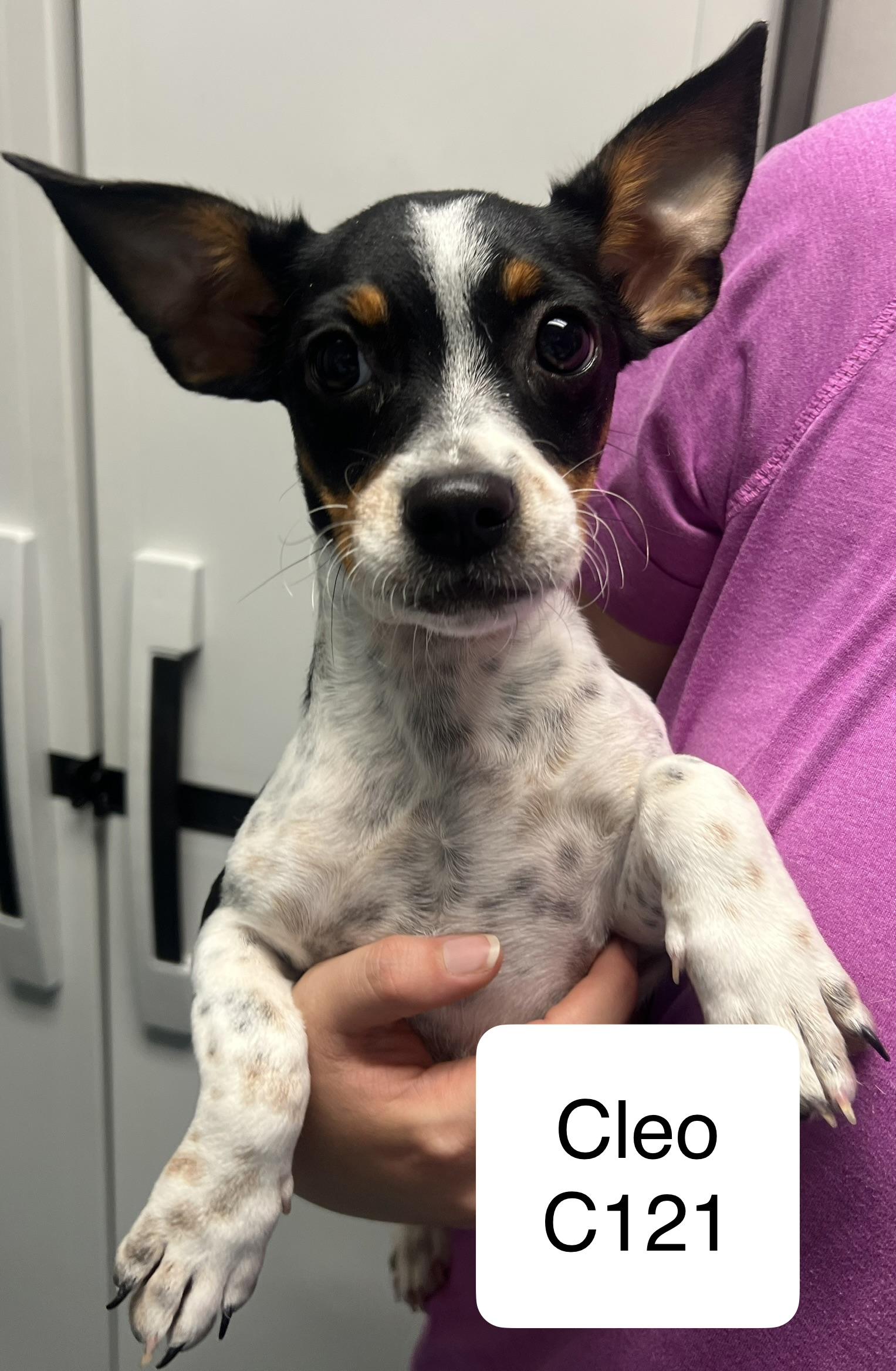Cleo, Adopted, Puppy Female Basset Hound & Terrier.