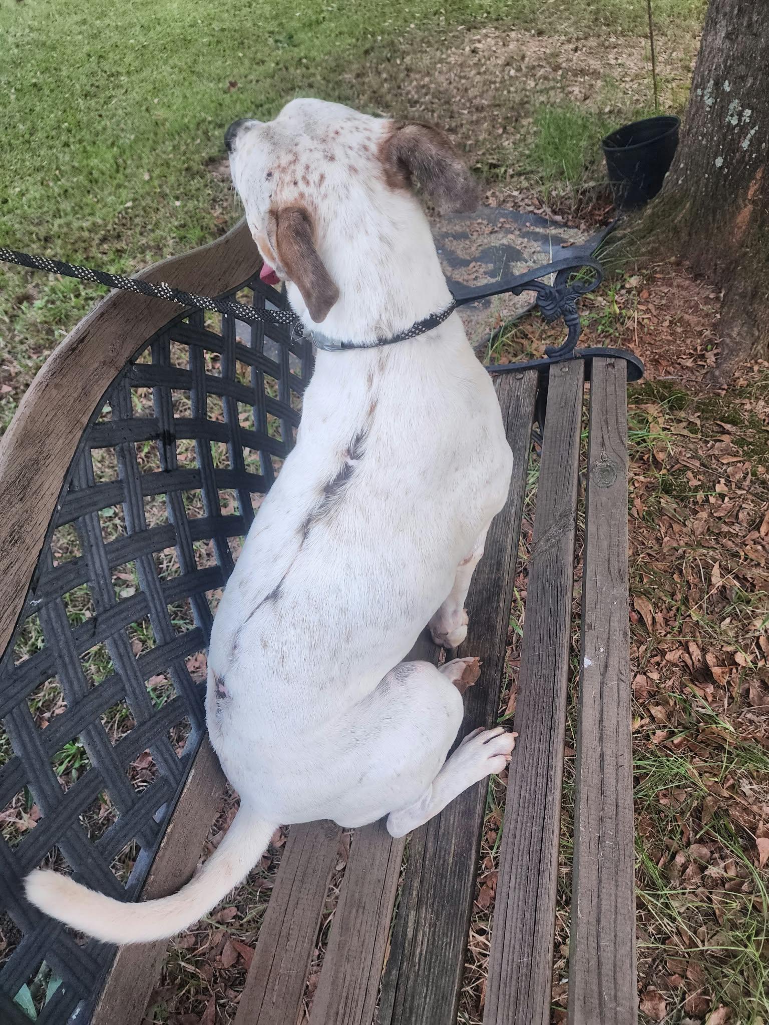 Highway, Adoptable, Adult Male Mixed Breed.