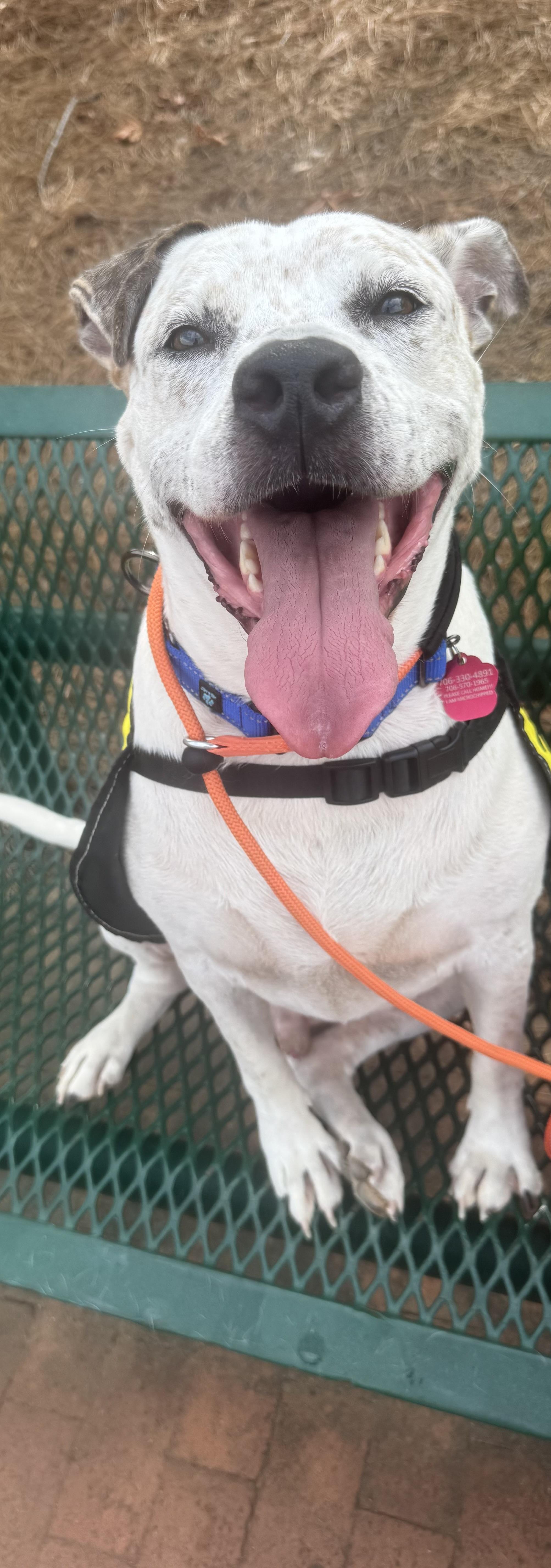 Enlarge Highway, a Adoptable mixed breed in Salem, AL image 4/4
