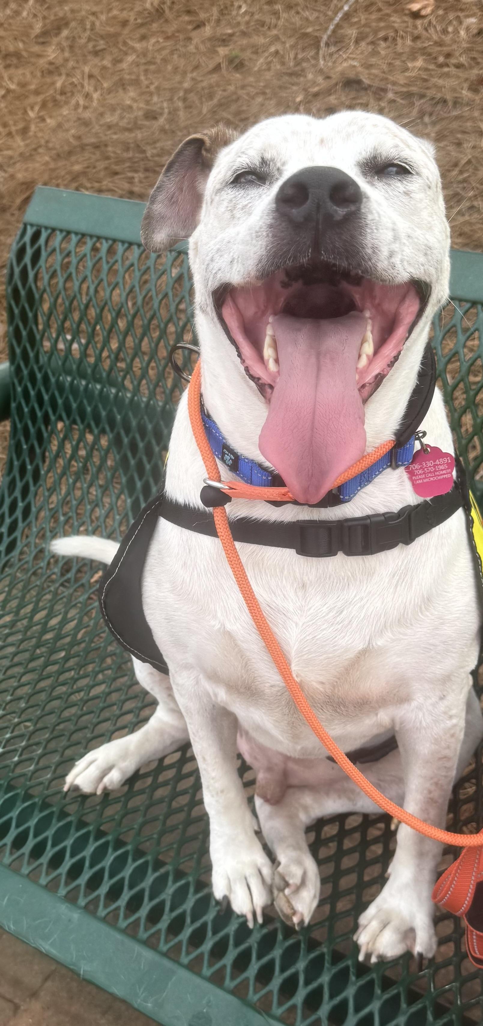 Enlarge Highway, a Adoptable mixed breed in Salem, AL image 3/4