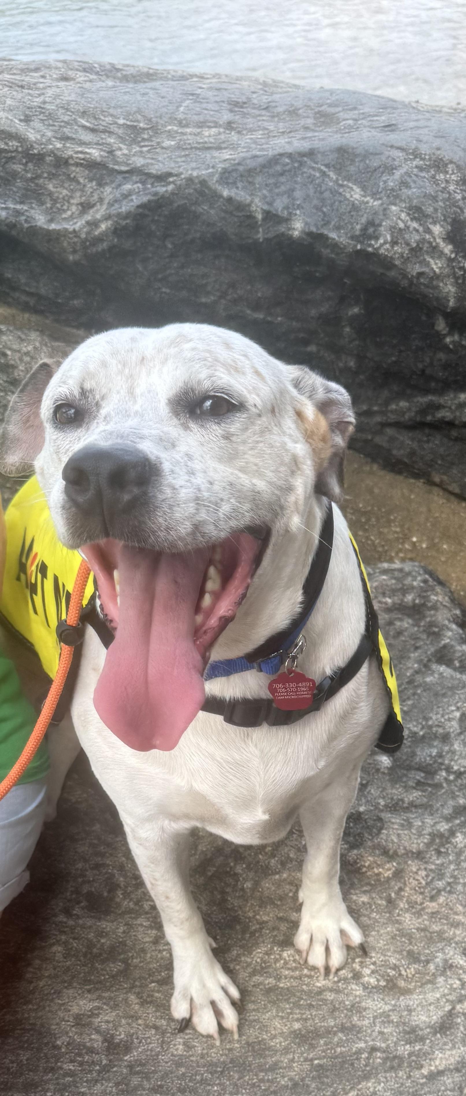 Enlarge Highway, a Adoptable mixed breed in Salem, AL image 2/4