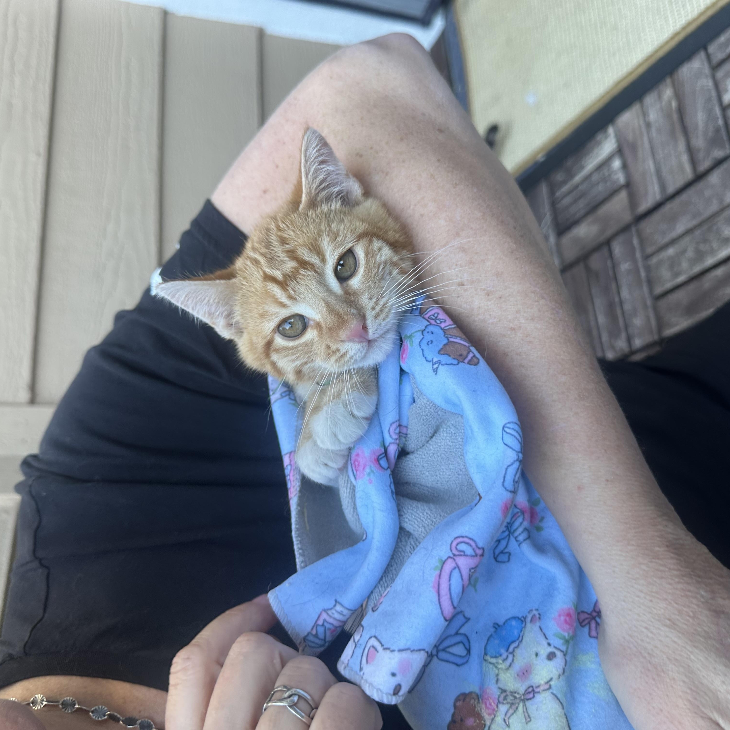 Enlarge Garfield - male kitten, an adoptable Tabby in San Francisco, CA image 5/5