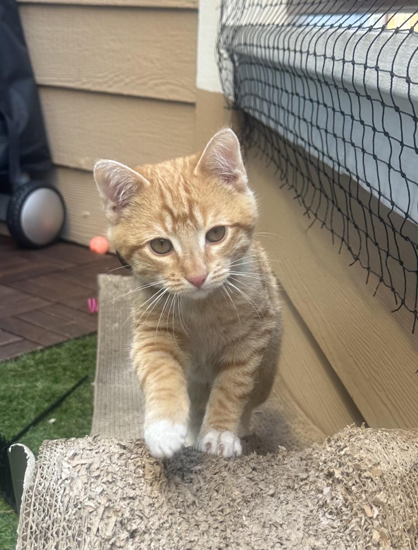 Garfield - male kitten, adoptable, Kitten Male Tabby.