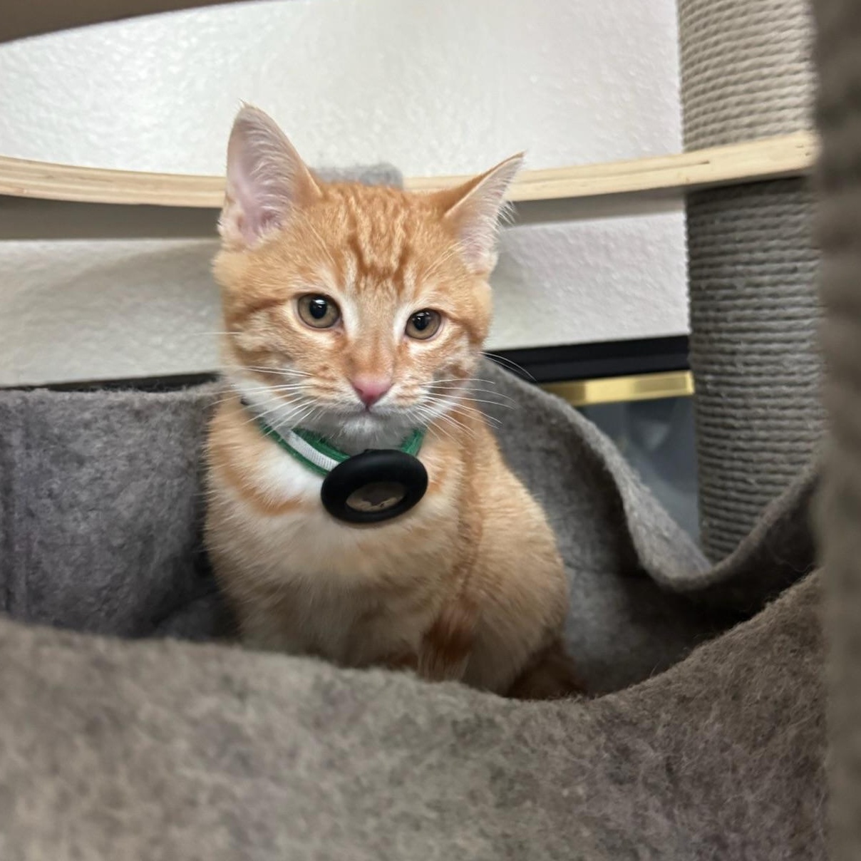 Enlarge Garfield - male kitten, an adoptable Tabby in San Francisco, CA image 2/5