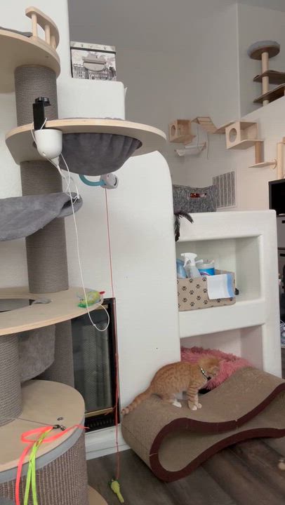 Enlarge Garfield - male kitten, an adoptable Tabby in San Francisco, CA video 3/5