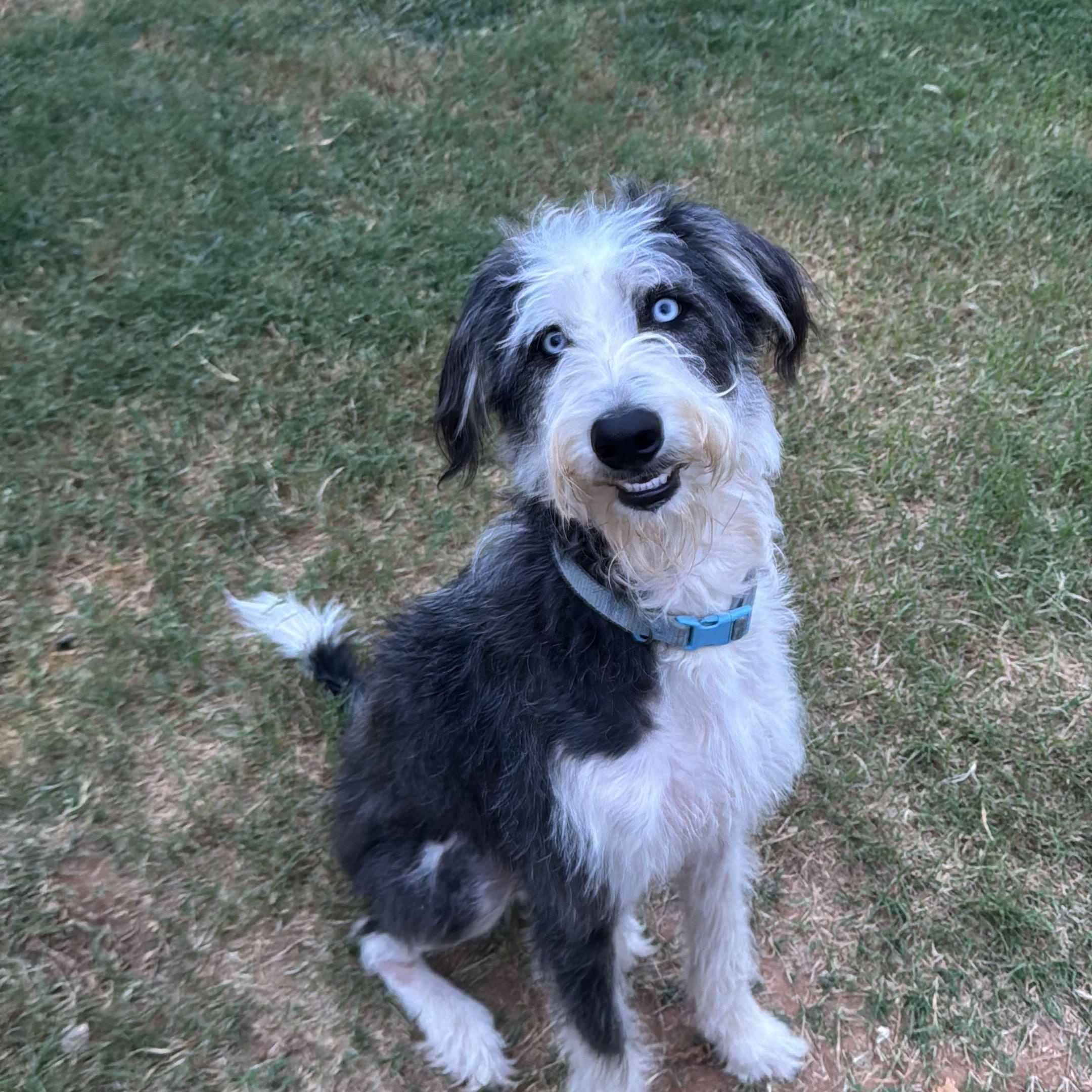 Onyx, adopted, Puppy Male Miniature Poodle & Goldendoodle.