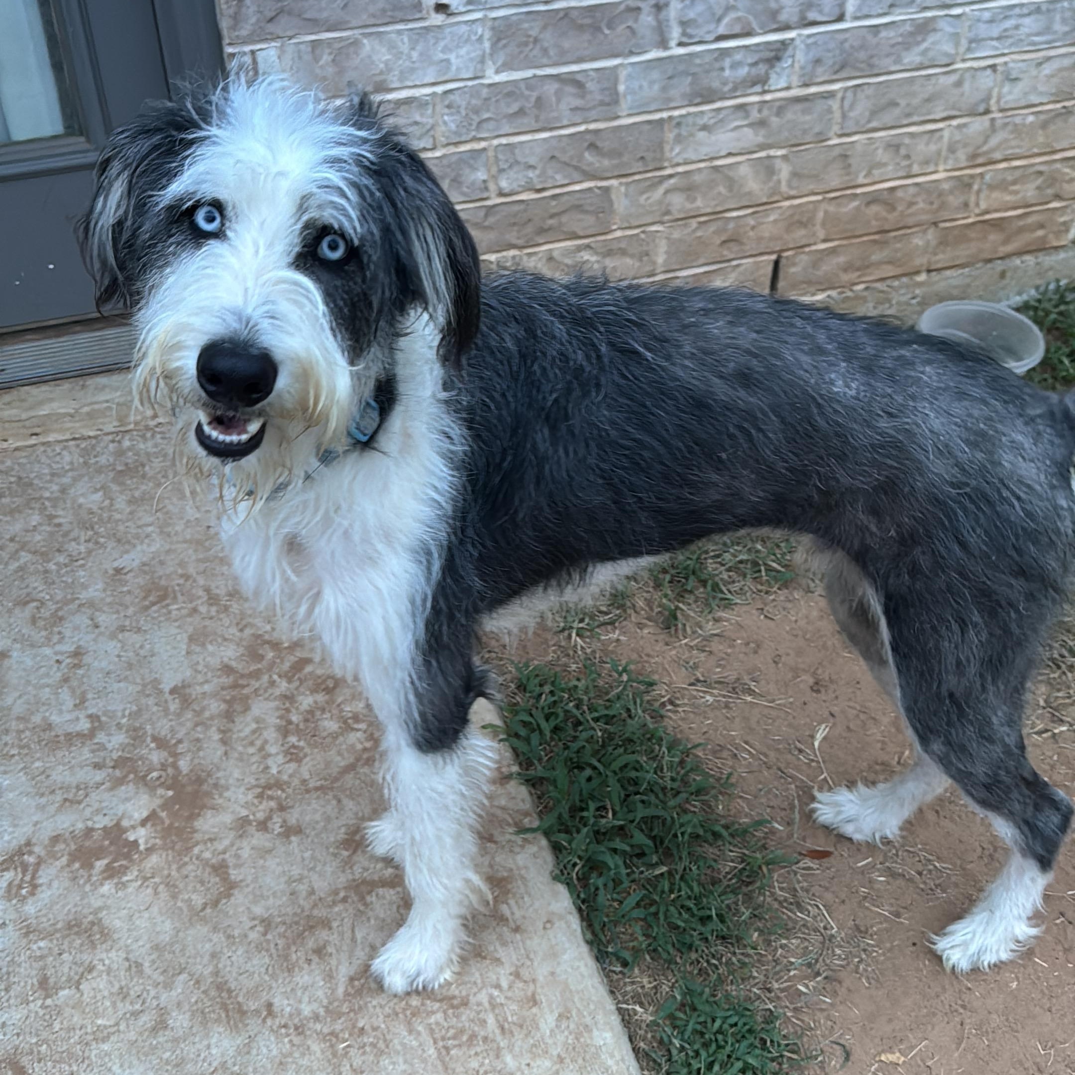 Onyx, an adopted mixed breed in Haslet, TX image 2/2