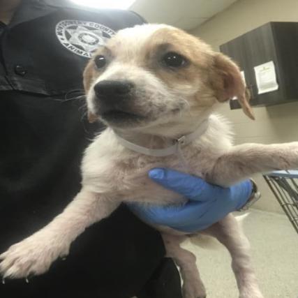 Fanta *Available Soon*, Adoptable, Puppy Female Maltese & Mixed Breed.