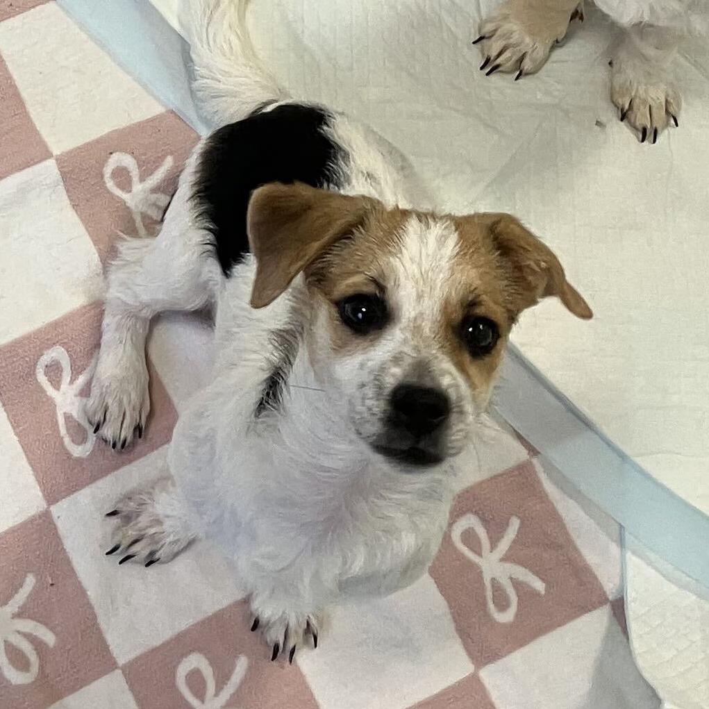 Enlarge Fanta *Available Soon*, a Adoptable mixed breed in Dover, NH image 2/3
