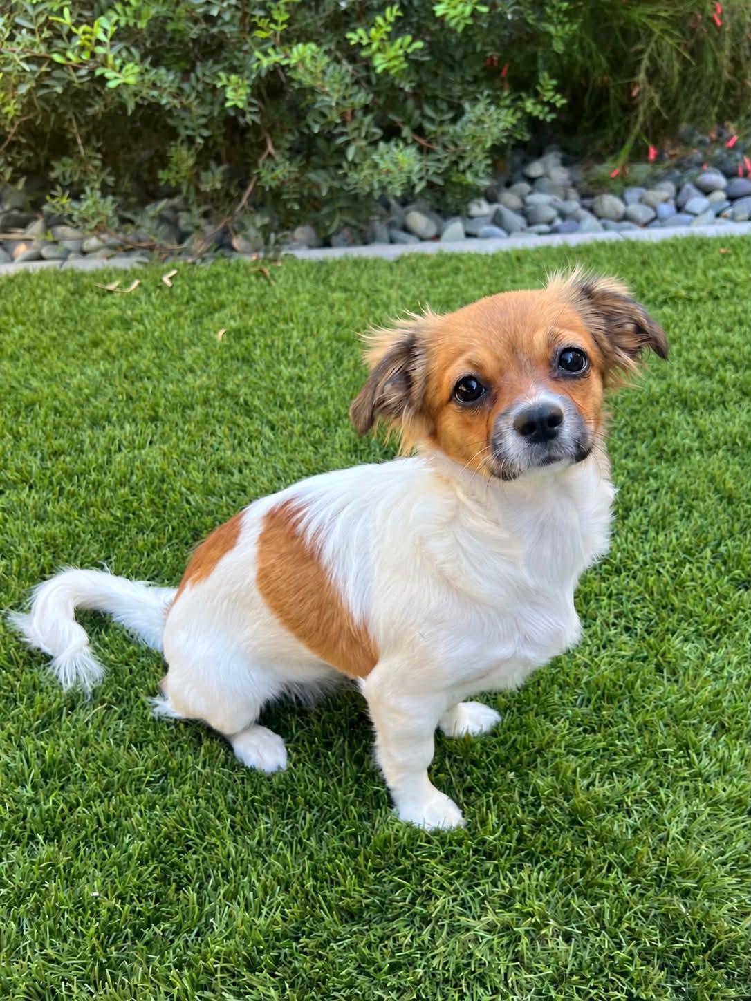 Enlarge Romi, a Adoptable mixed breed in Las Vegas, NV image 1/1