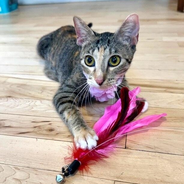 Watermelon Sugar — thumbnail 2