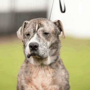 Kenny, a Adoptable mixed breed in Orange City, FL image 1/10