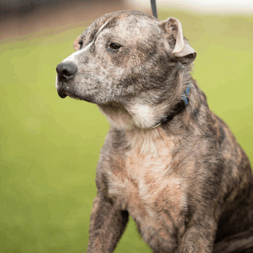 Kenny, a Adoptable mixed breed in Orange City, FL image 4/10