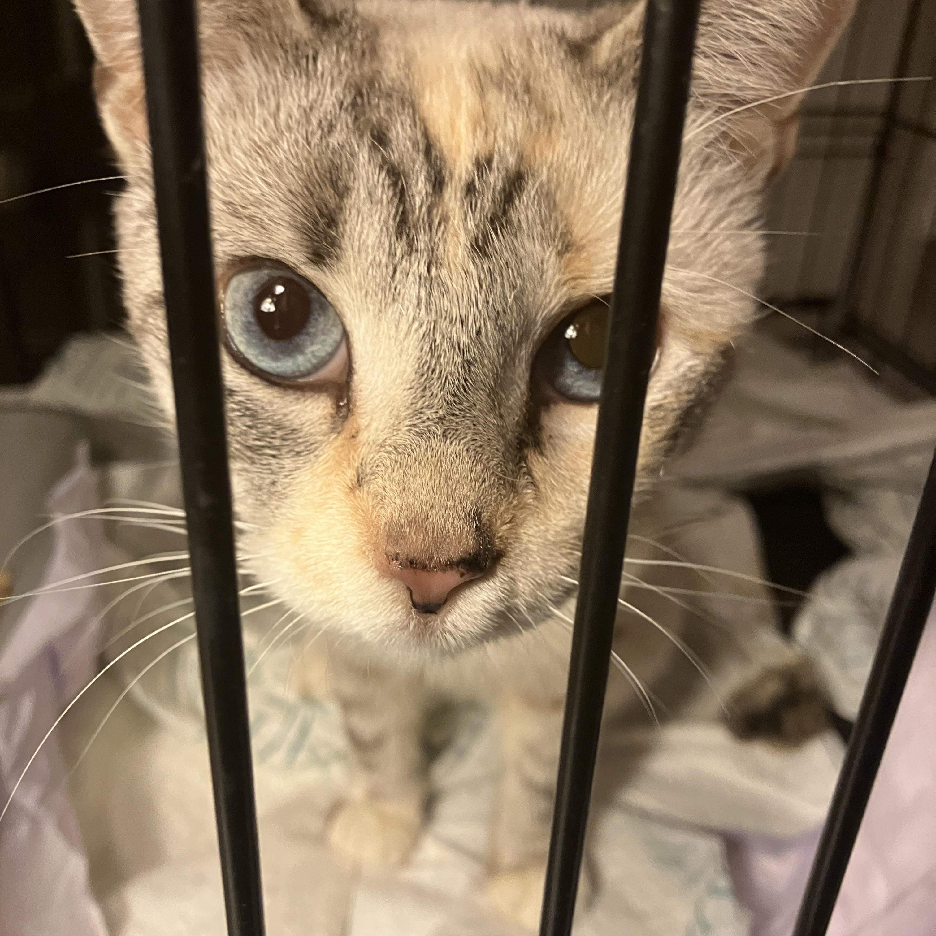 Sky, adopted, Adult Female Domestic Short Hair & Siamese.