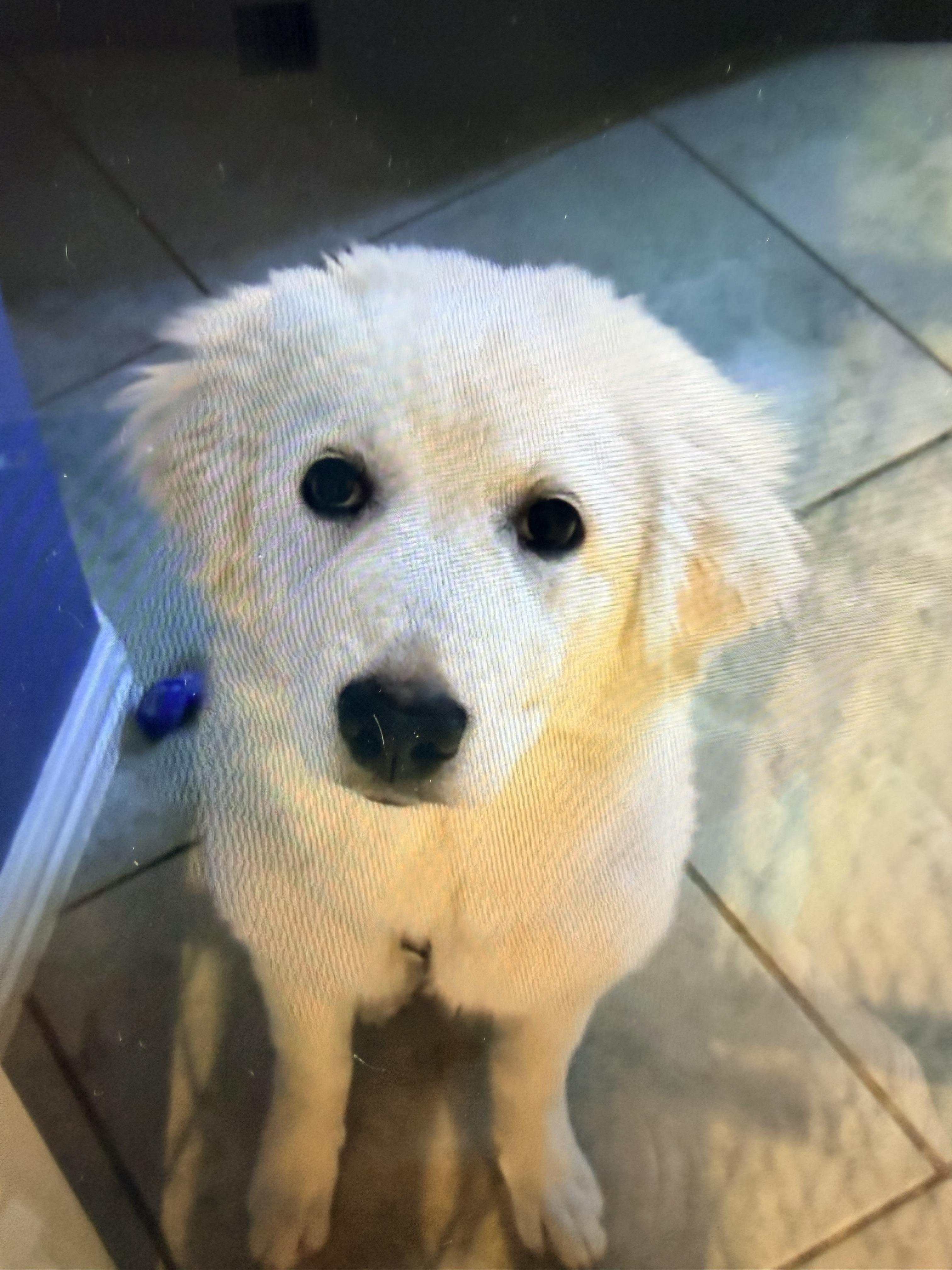 Enlarge Olliana DFW/ Lily, a Adopted Great Pyrenees in Quinlan, TX image 1/6