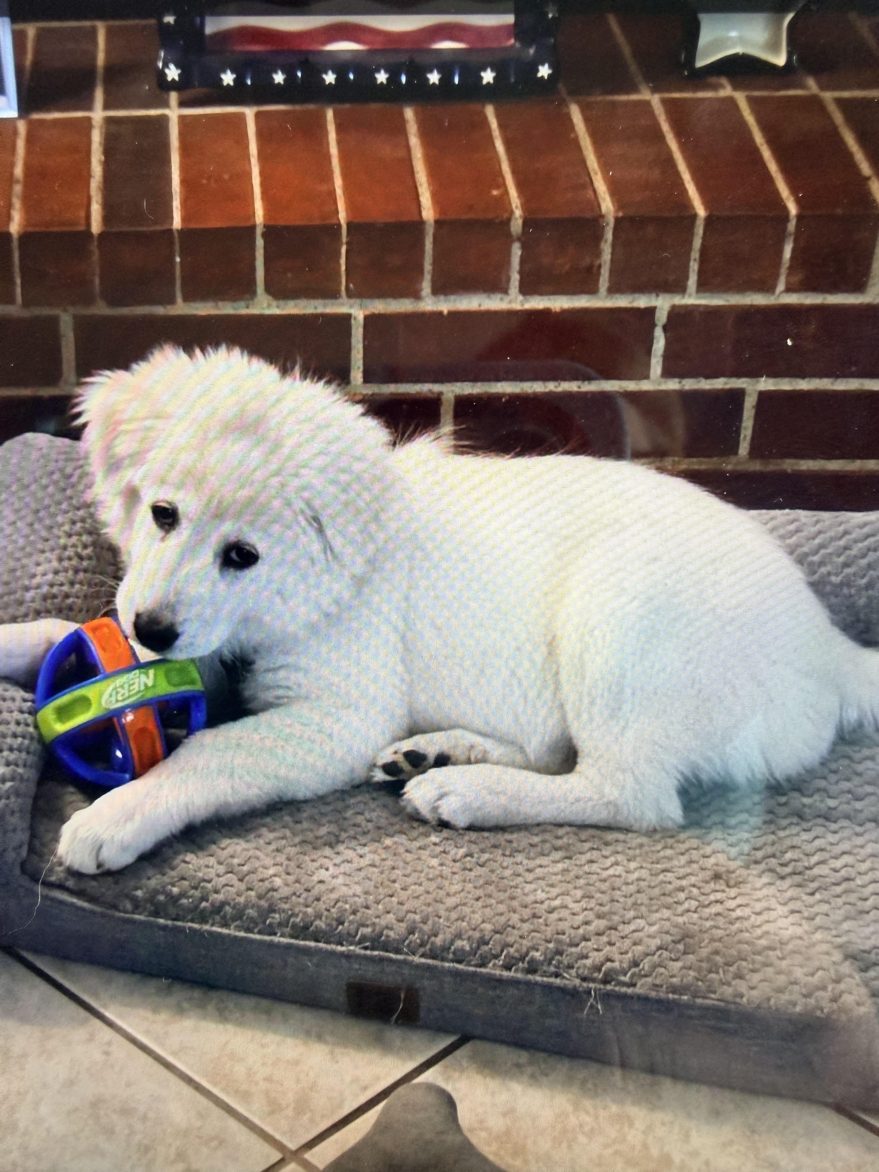 Enlarge Olliana DFW/ Lily, a Adopted Great Pyrenees in Quinlan, TX image 4/6