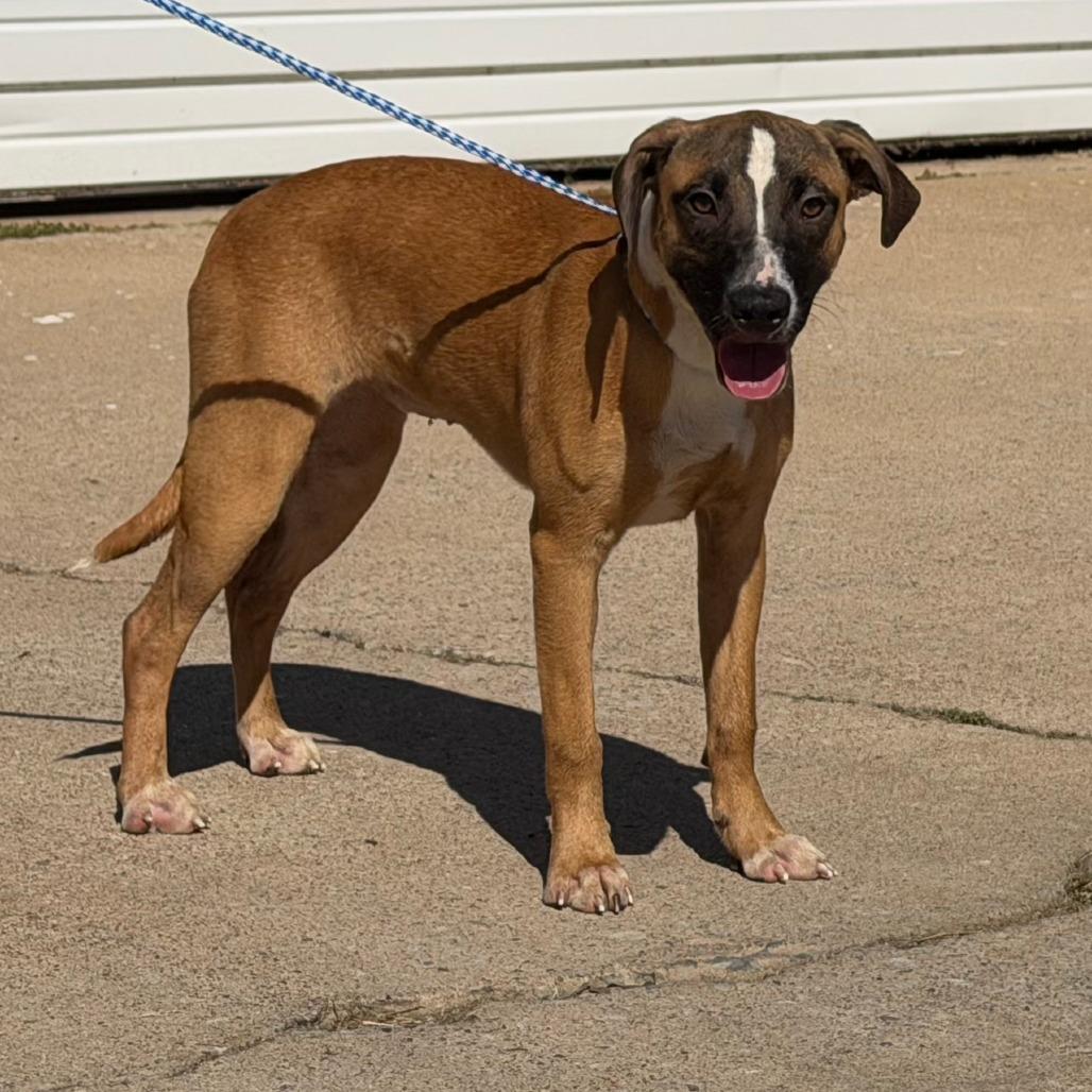 Annabelle, Adoptable, Young Female Mixed Breed.