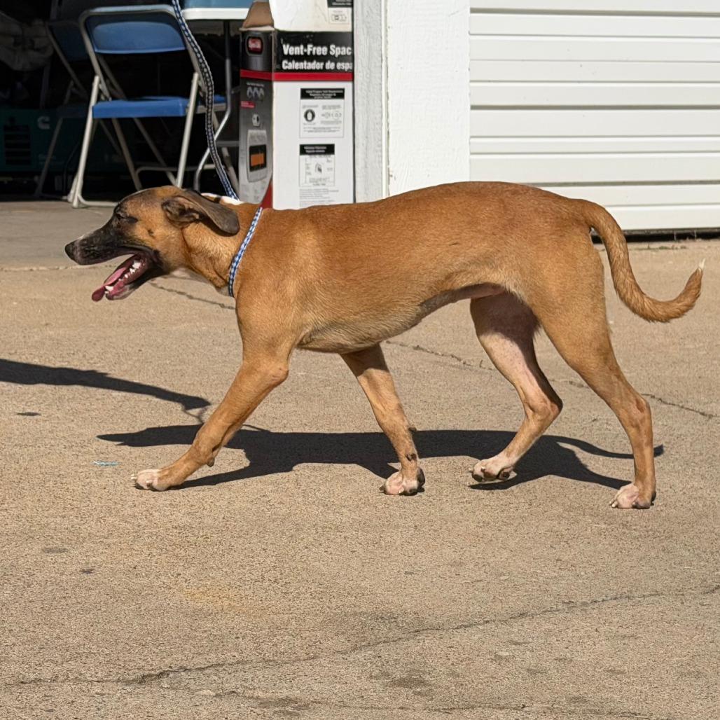 Enlarge Annabelle, a Adoptable Mixed Breed in Denison, TX image 2/4