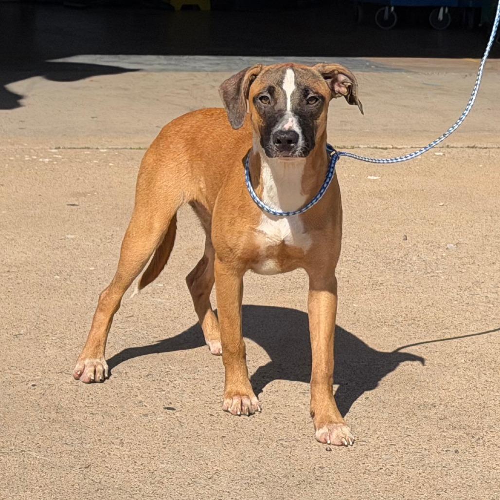 Enlarge Annabelle, a Adoptable Mixed Breed in Denison, TX image 3/4
