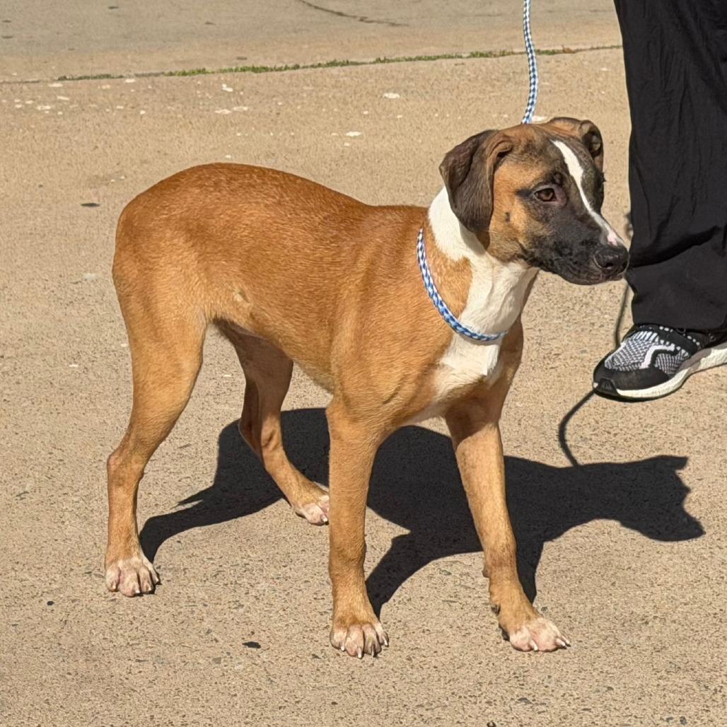 Enlarge Annabelle, a Adoptable Mixed Breed in Denison, TX image 4/4
