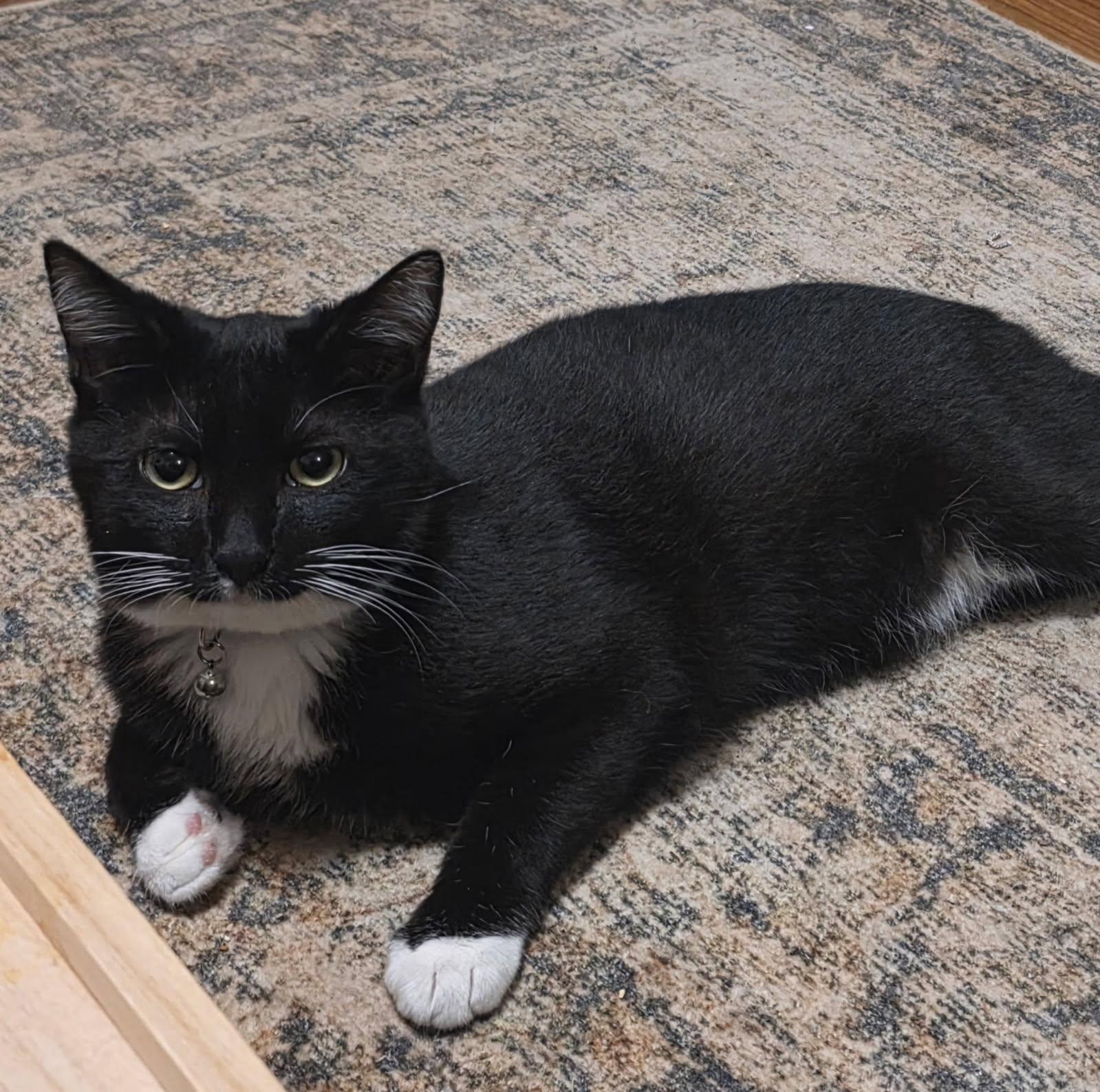 Enlarge Dio, a ADOPTABLE Domestic Short Hair in Penryn, CA image 1/1