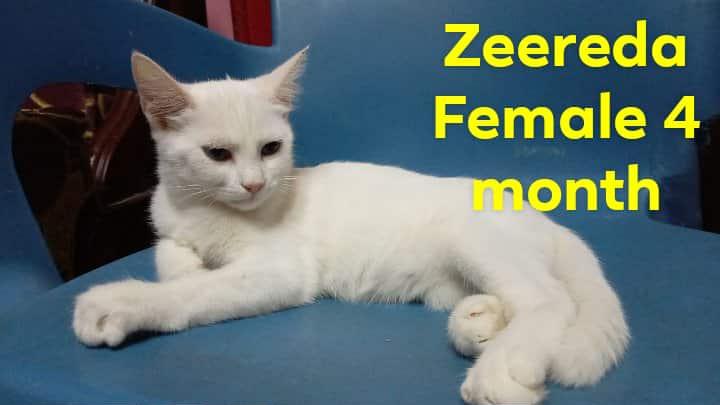Zeereda, an adoptable Persian, Himalayan in Brampton, ON, L6P 2E9 | Photo Image 1