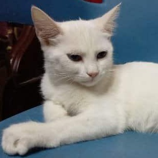 Zeereda, an adoptable Persian, Himalayan in Brampton, ON, L6P 2E9 | Photo Image 2