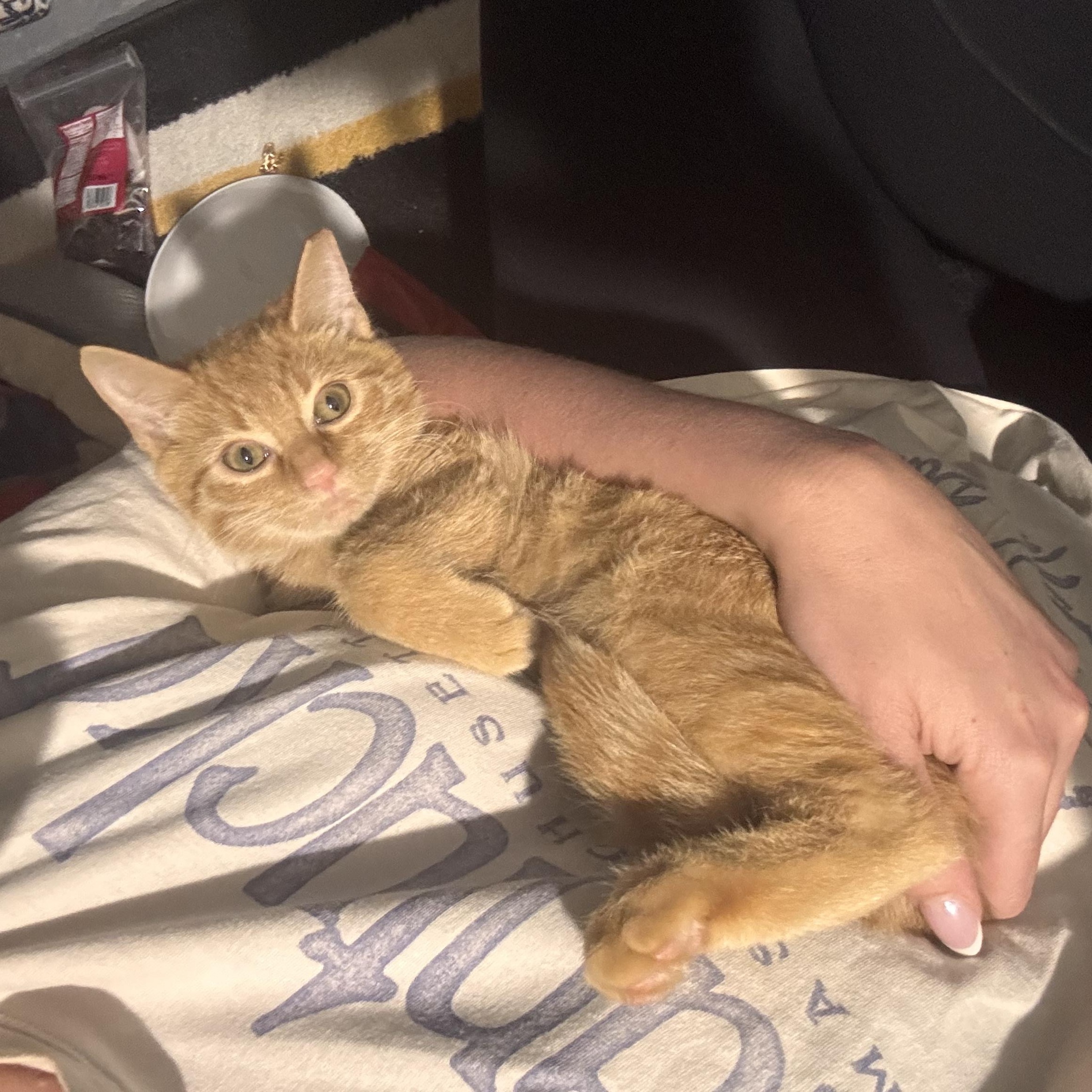 Enlarge Sal, a Adopted Domestic Short Hair in Shaker Heights, OH image 4/5