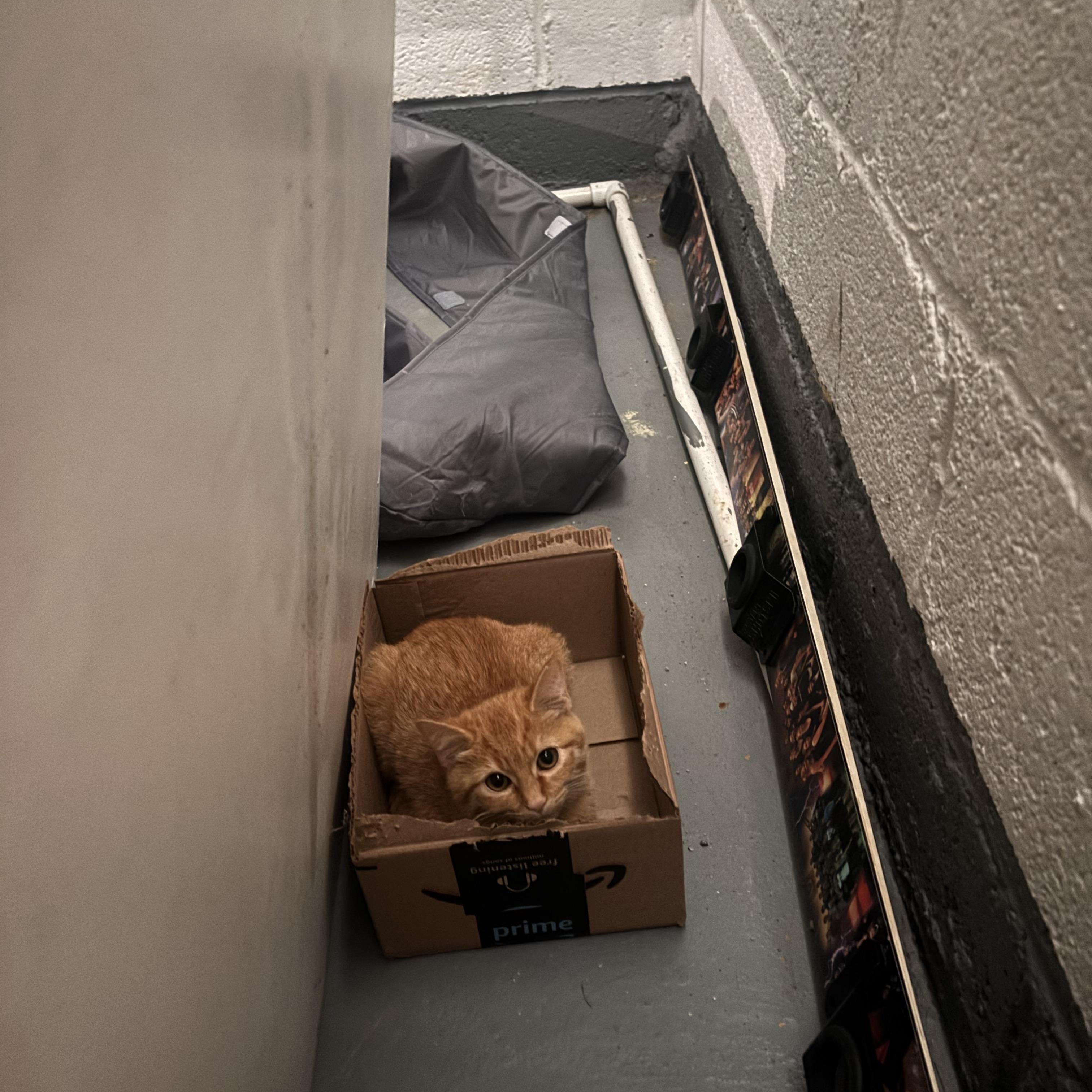 Enlarge Sal, a Adopted Domestic Short Hair in Shaker Heights, OH image 3/5