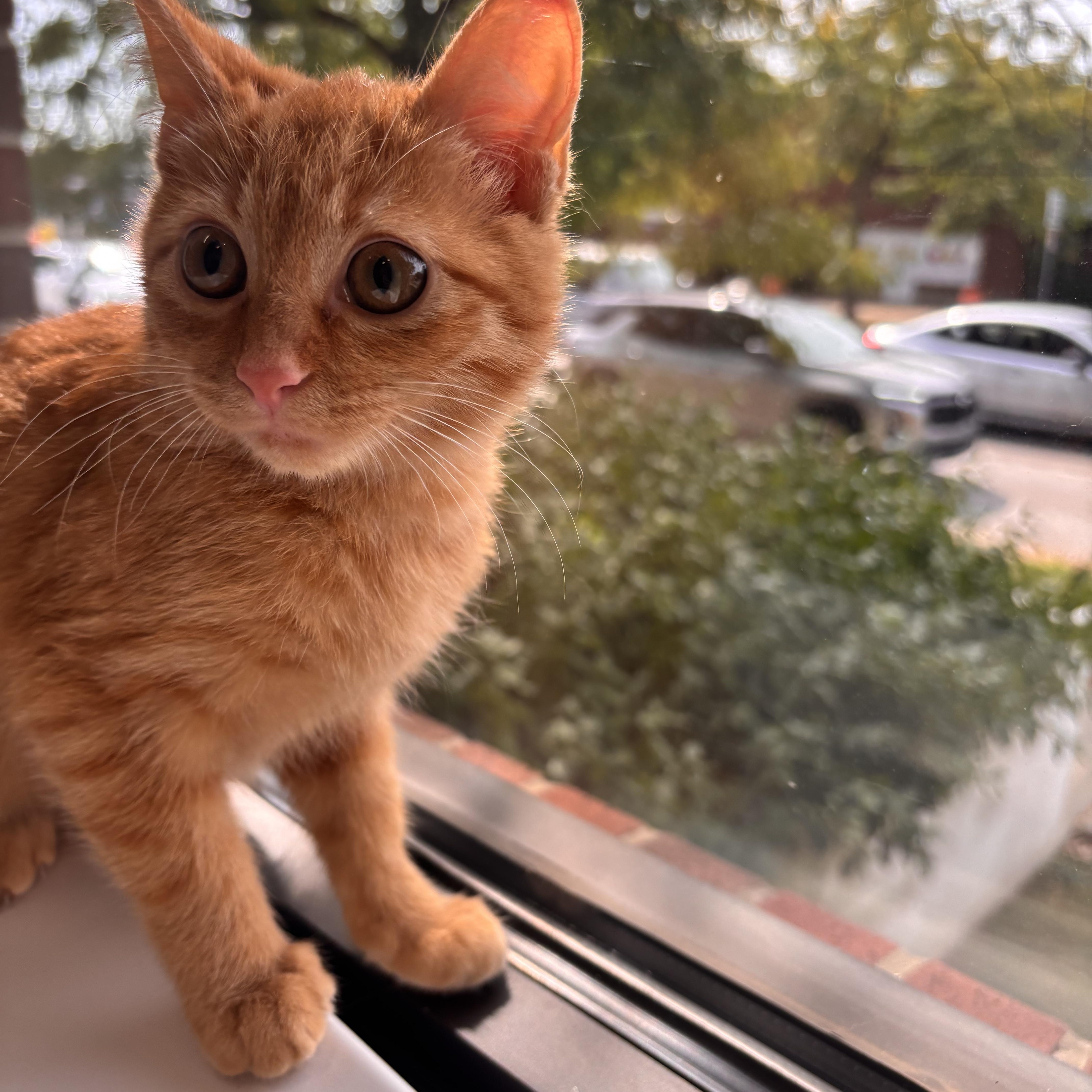 Enlarge Sal, a Adopted Domestic Short Hair in Shaker Heights, OH image 2/5