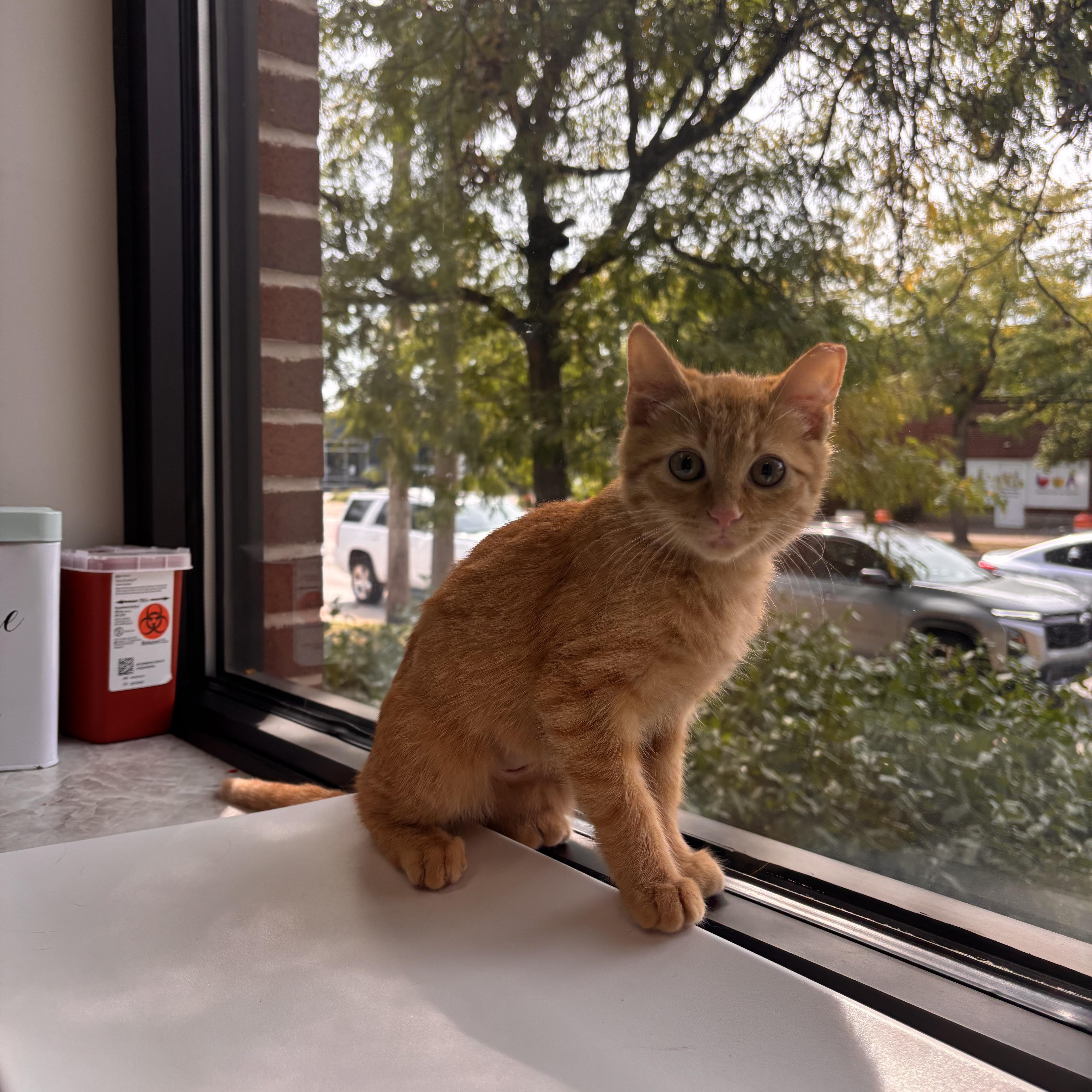 Sal, Adopted, Kitten Male Domestic Short Hair.