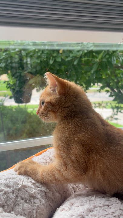 Enlarge Sal, a Adopted Domestic Short Hair in Shaker Heights, OH video 5/5