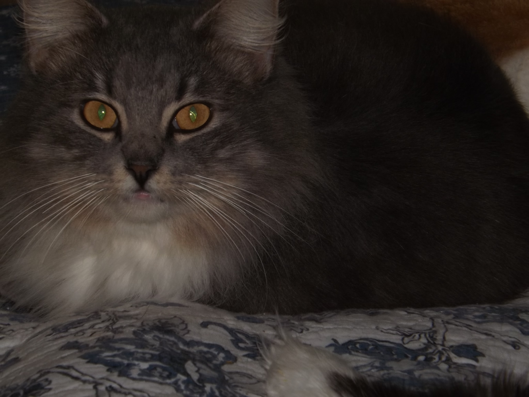 Manny, a Adoptable mixed breed in Simms, TX image 1/8