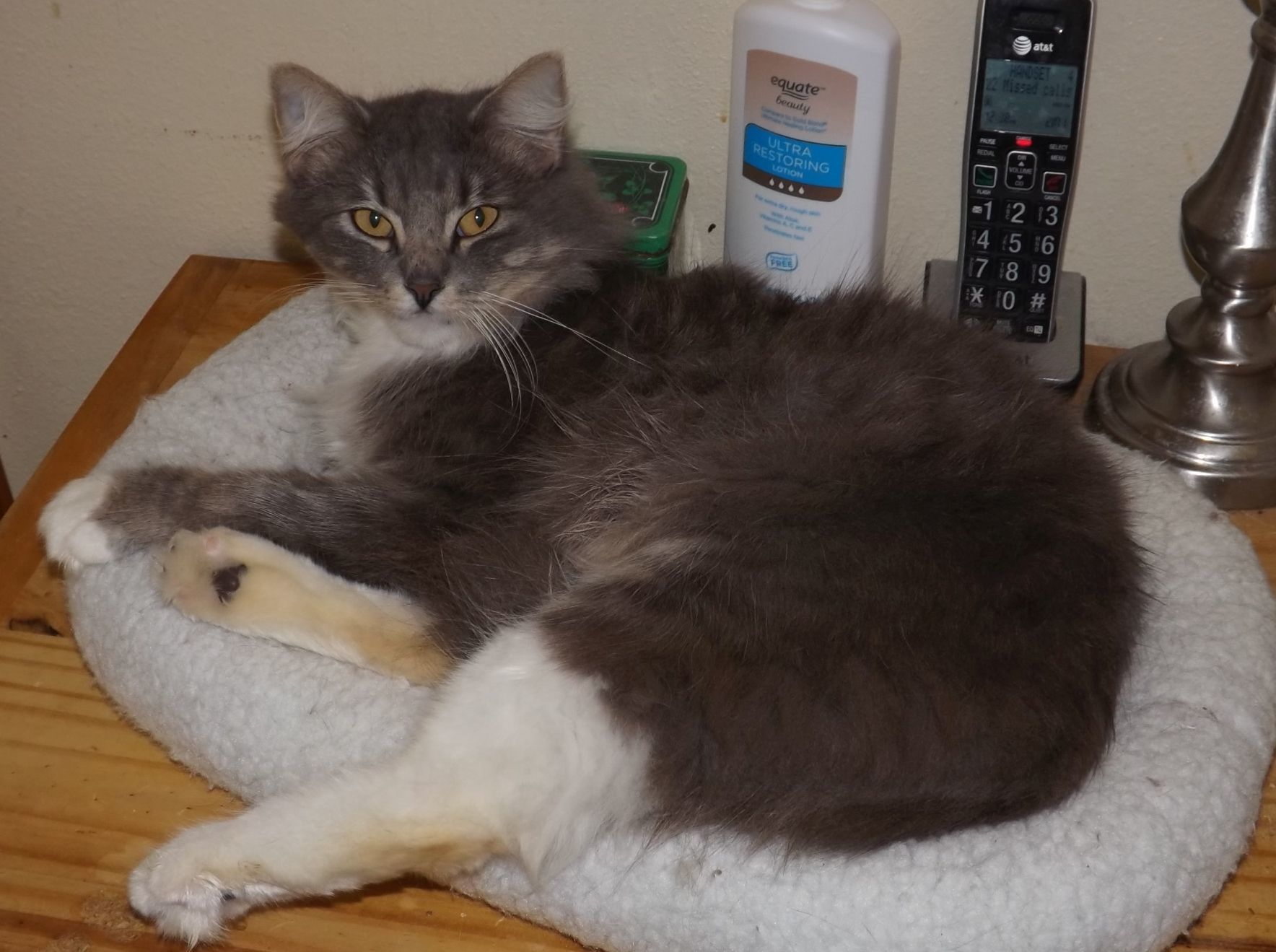 Manny, a Adoptable mixed breed in Simms, TX image 3/8