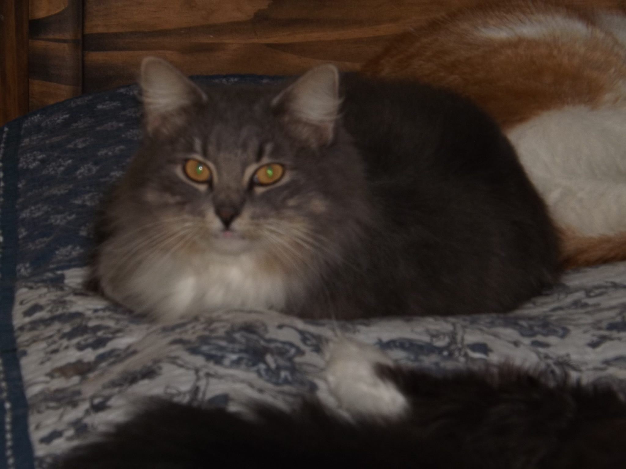 Manny, a Adoptable mixed breed in Simms, TX image 4/8