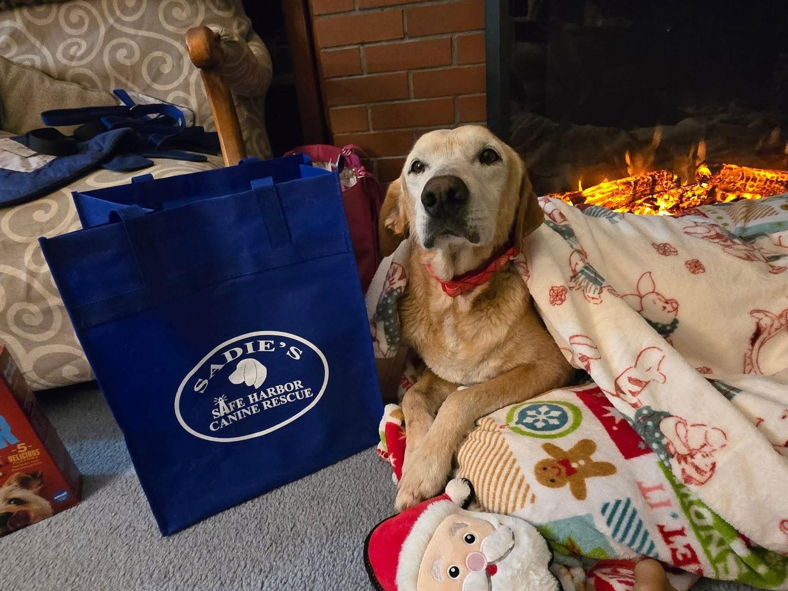 Emilio, Adoptable, Senior Male Labrador Retriever.