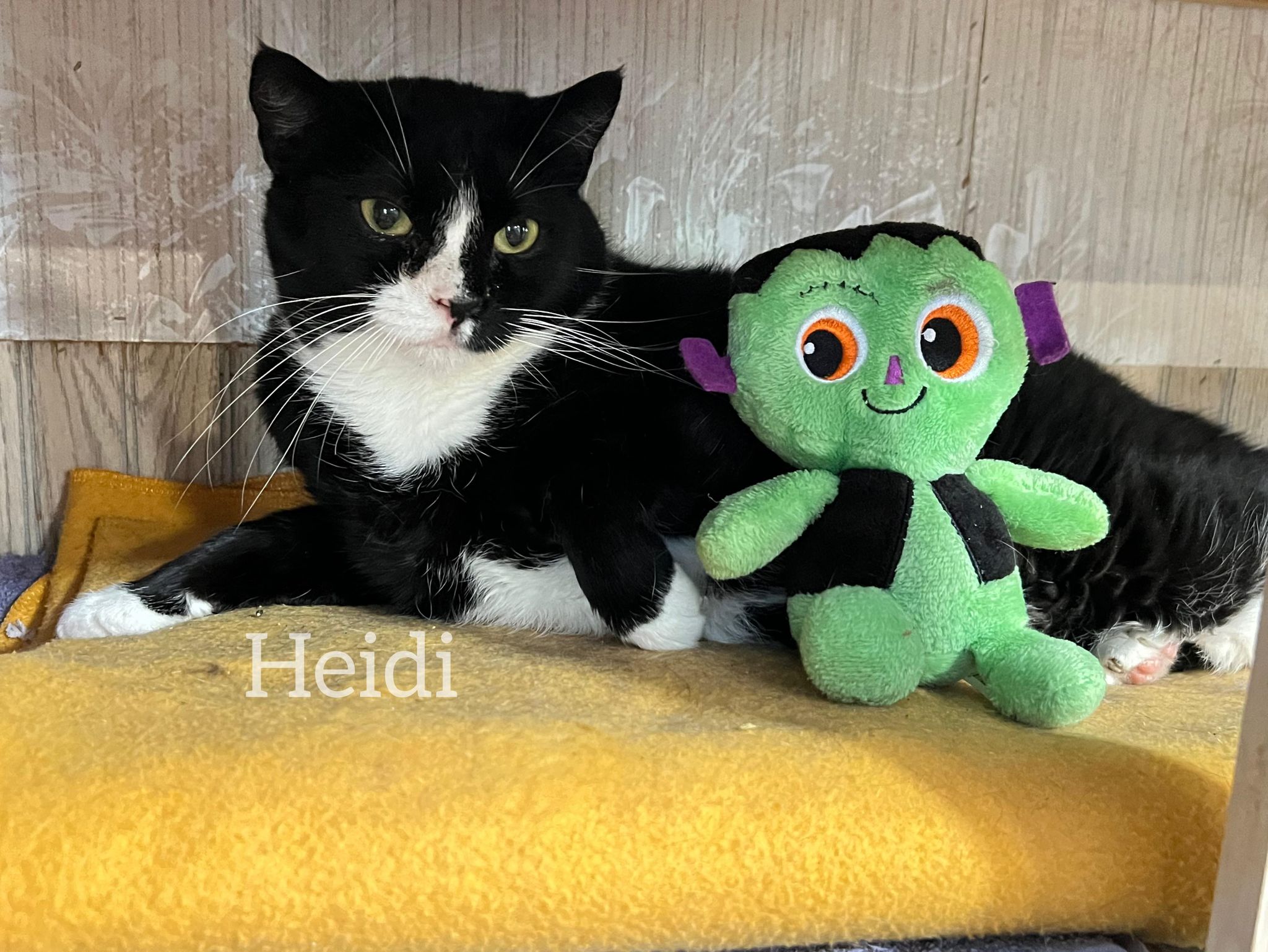 Heidi photo 2