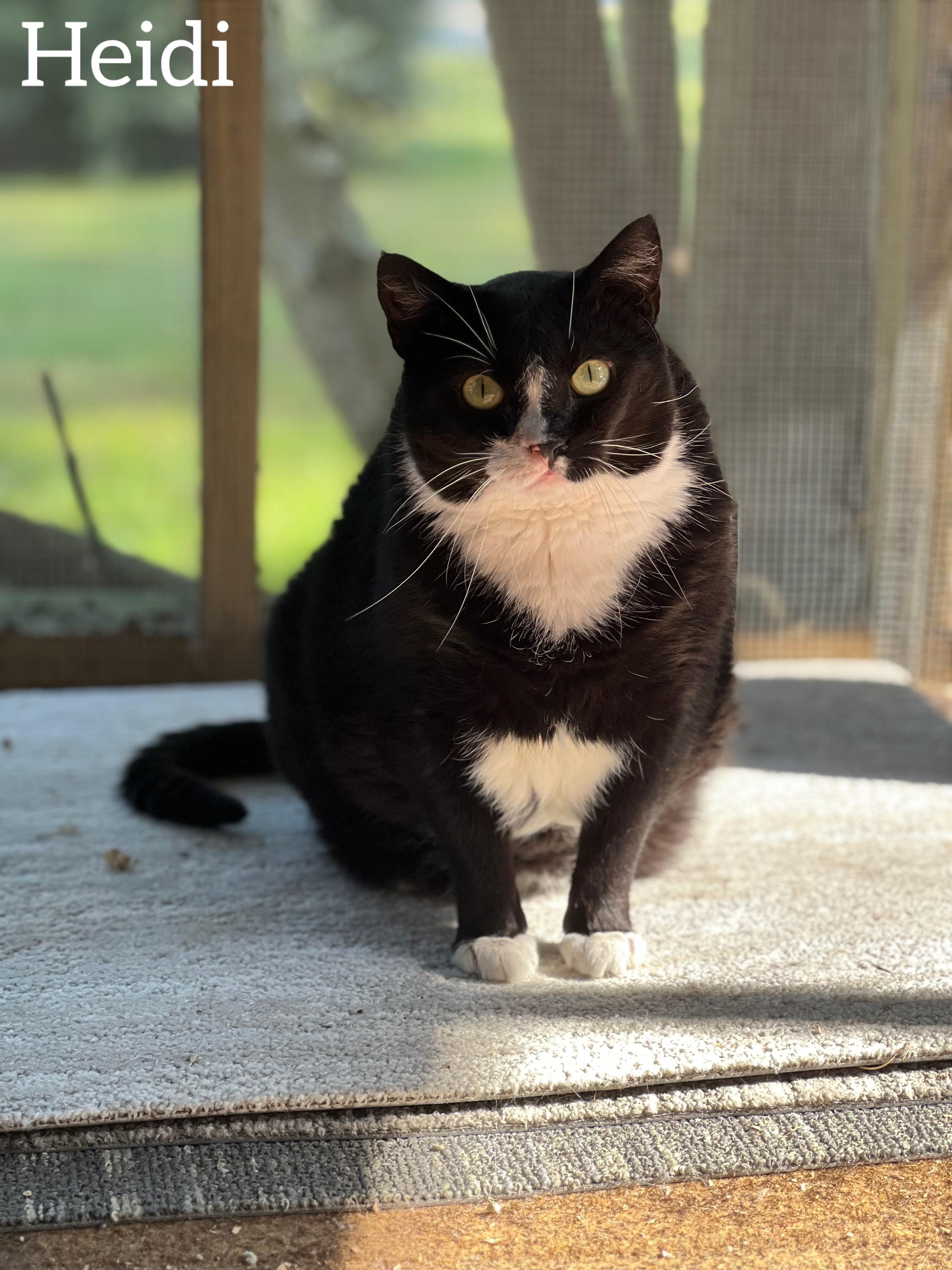 Heidi, Adult Female American Shorthair