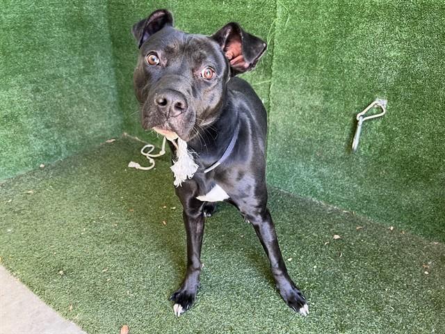 Enlarge BRUNO, a Adoptable mixed breed in Lancaster, CA image 1/1