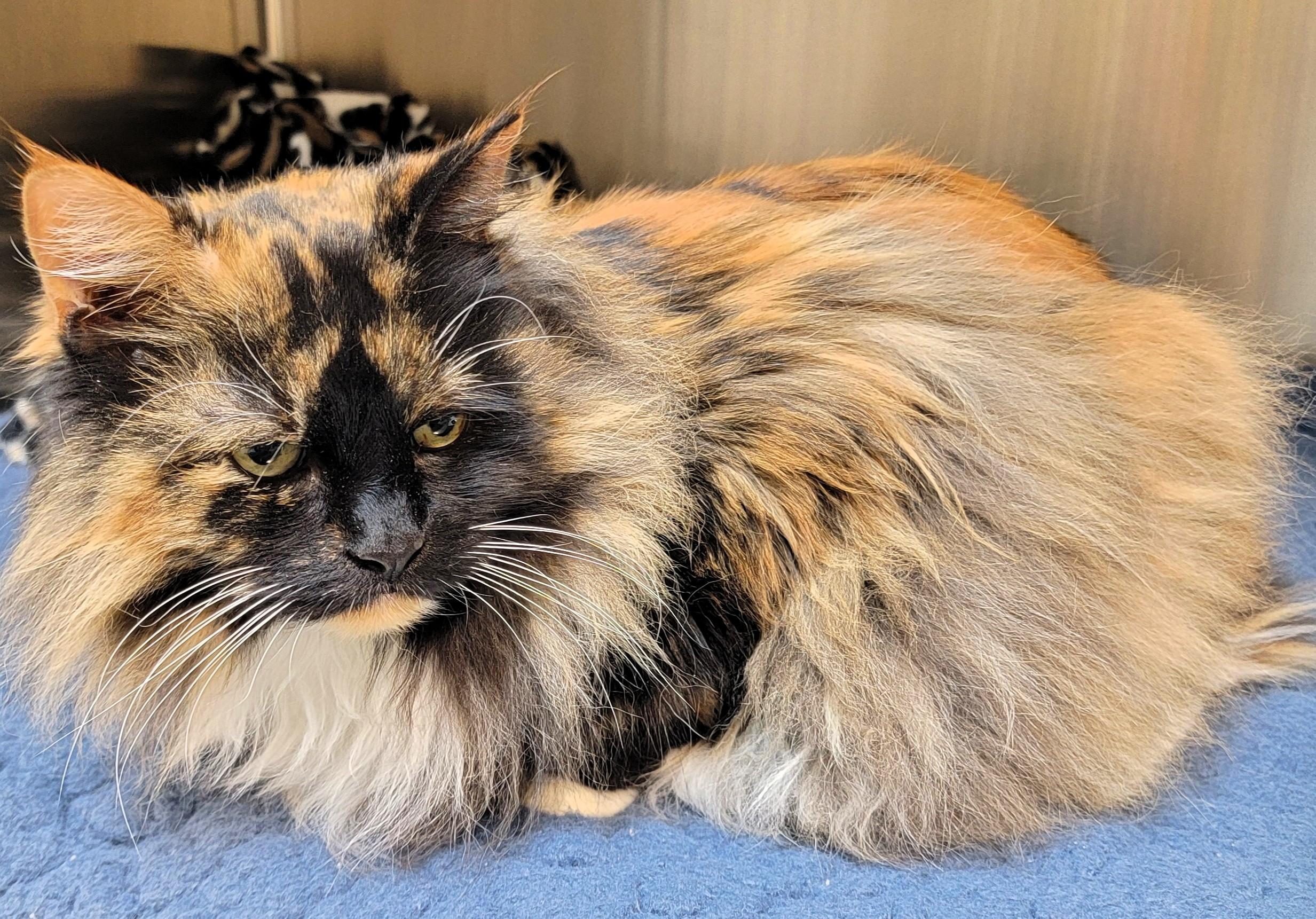 Enlarge Ms. Patty, an adopted mixed breed in Frederick, MD image 3/4