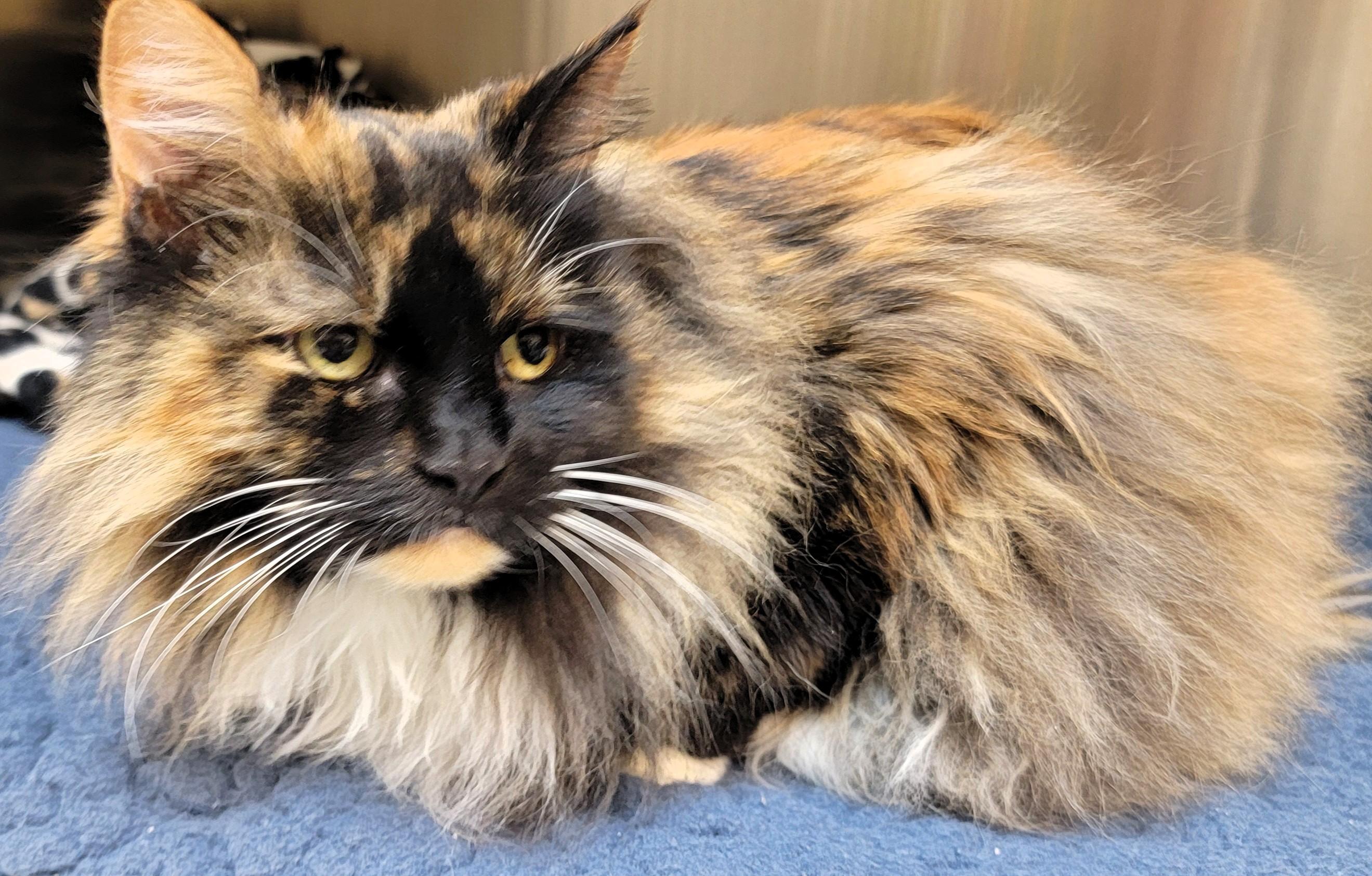 Enlarge Ms. Patty, an adopted mixed breed in Frederick, MD image 4/4