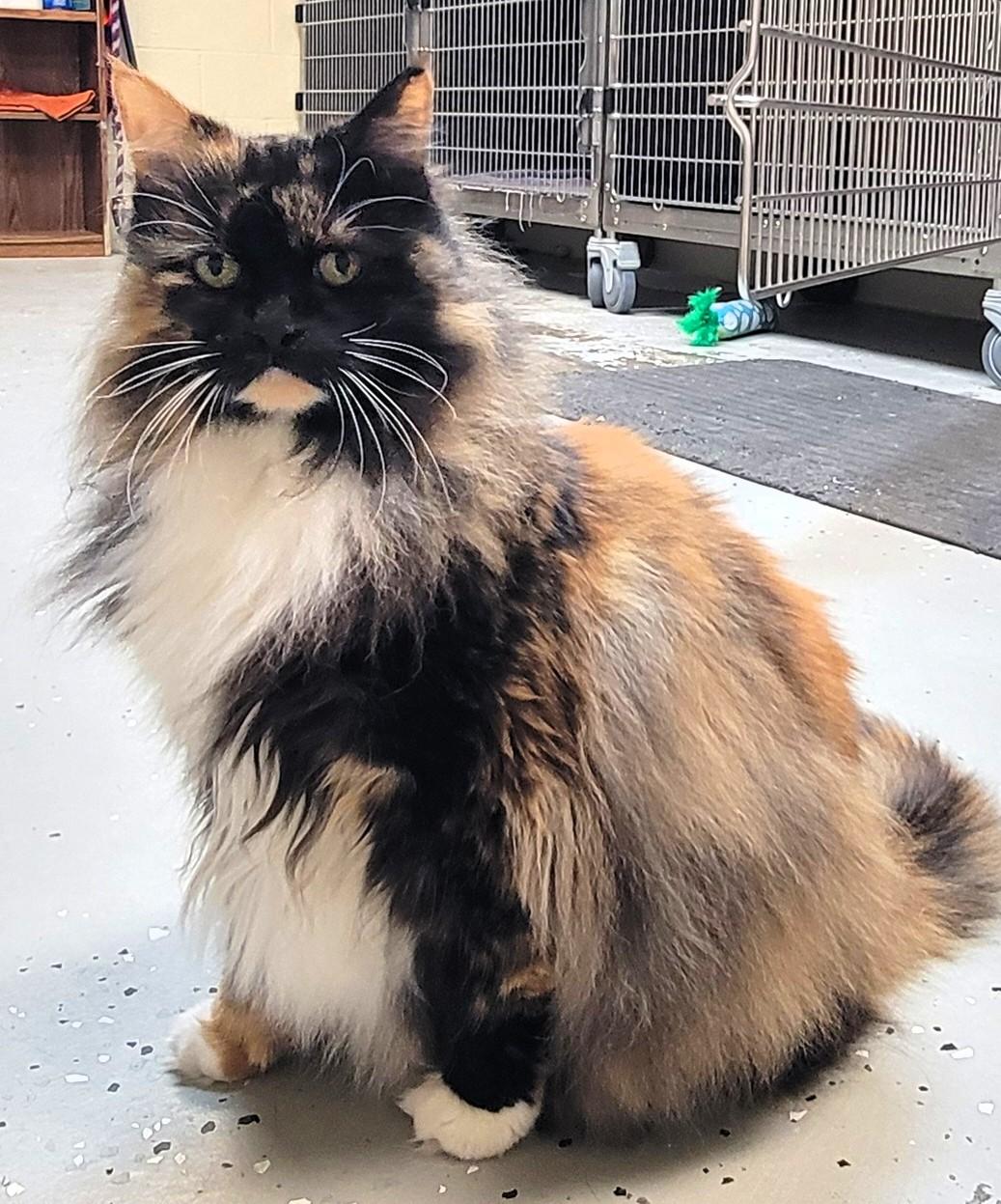 Enlarge Ms. Patty, an adopted mixed breed in Frederick, MD image 2/4