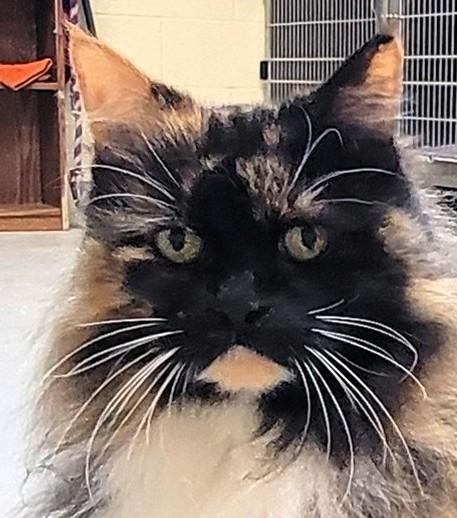 Enlarge Ms. Patty, an adopted mixed breed in Frederick, MD image 1/4