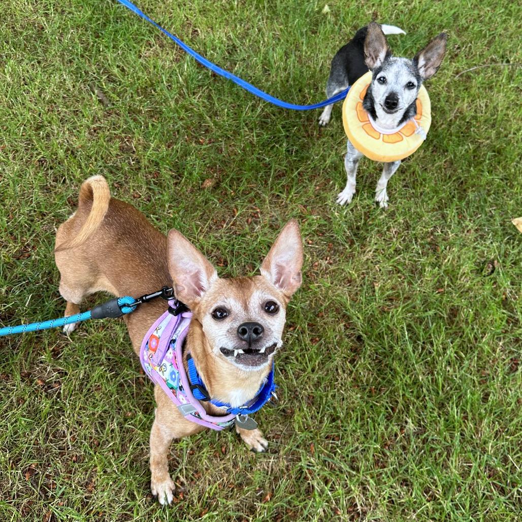 Enlarge Chloe, a Adoptable mixed breed in Woodinville, WA image 1/6