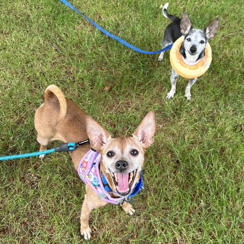 Enlarge Chloe, a Adoptable mixed breed in Woodinville, WA image 2/6