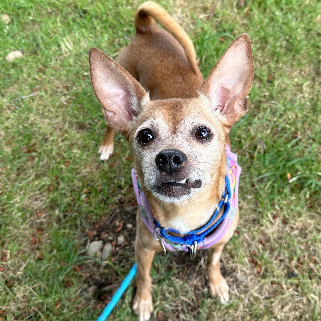 Enlarge Chloe, a Adoptable mixed breed in Woodinville, WA image 3/6